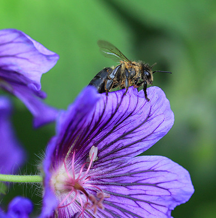 Bee in geranium
