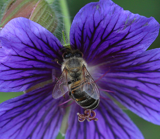 Bee in geranium