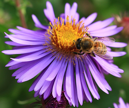 In an aster