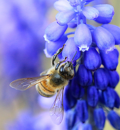 Bee in muscaris