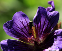 In geranium