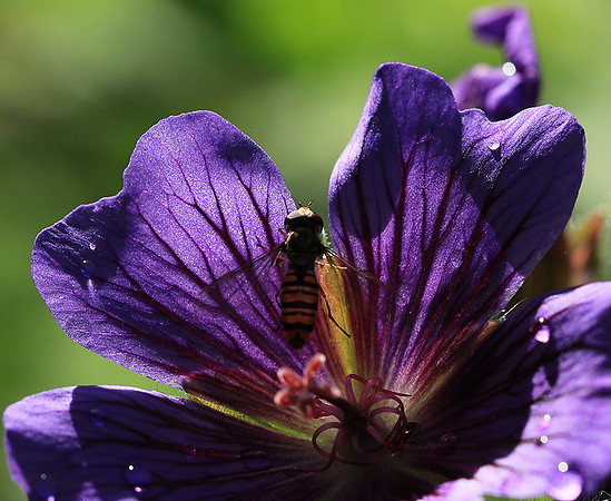 In geranium