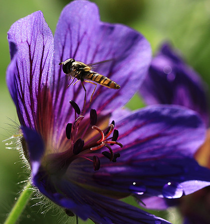 In geranium