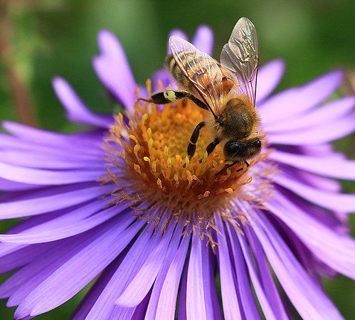 In an aster