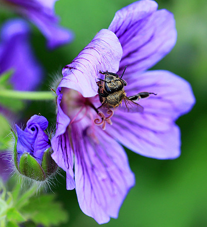 Bee in geranium