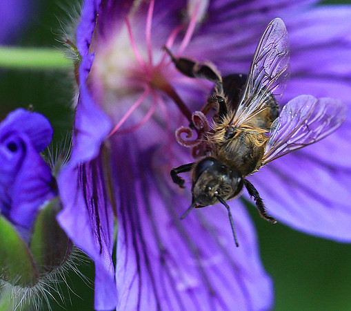 Bee in geranium