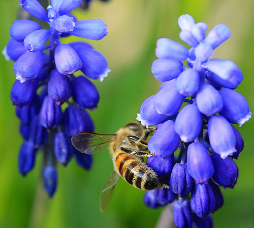 Bee in muscaris