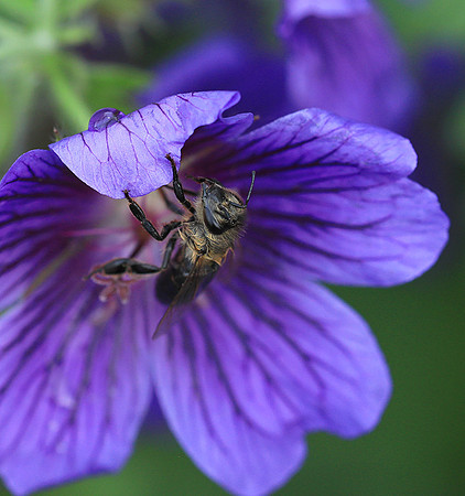 Bee in geranium