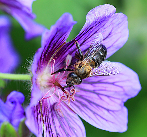 Bee in geranium