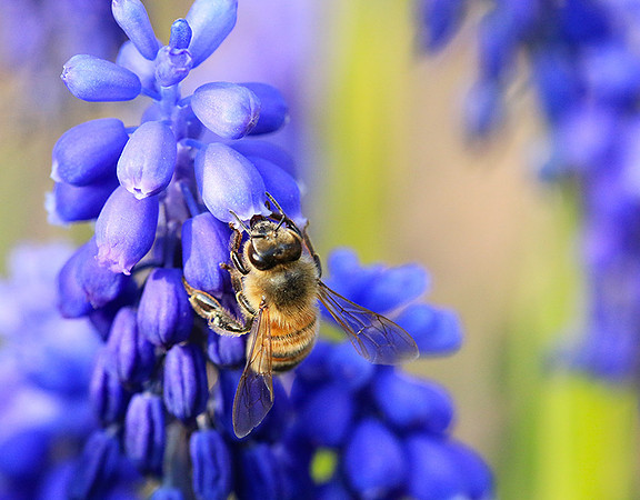 Bee in muscaris