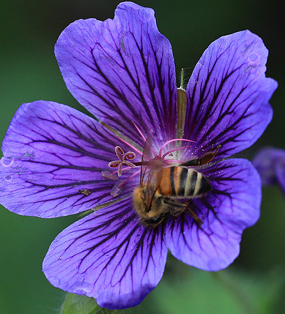 Bee in geranium