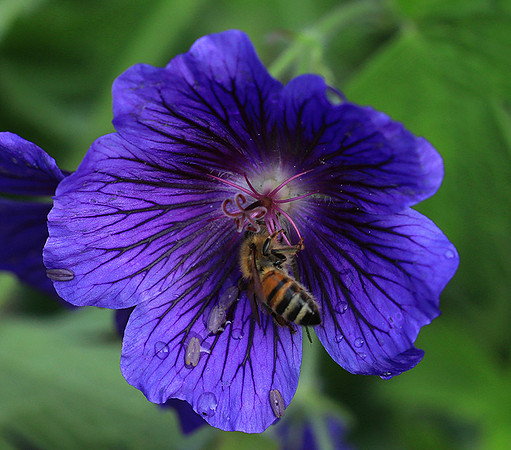 Bee in geranium