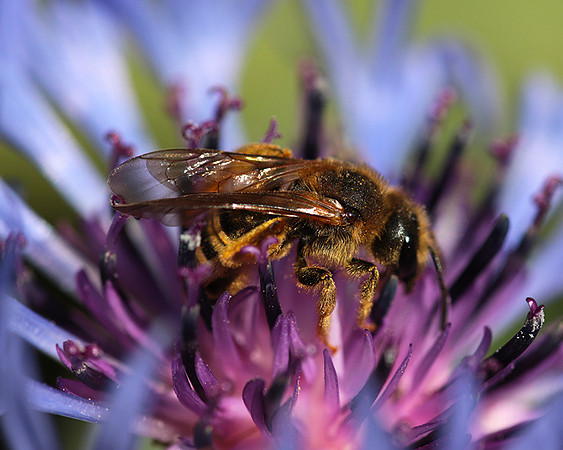 Bee in centaureas