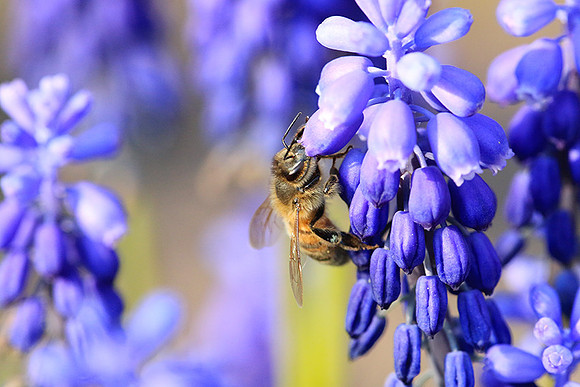 Bee in muscaris