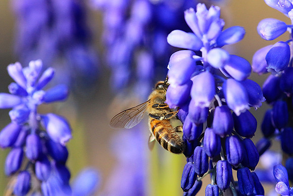 Bee in muscaris