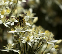 In clematis recta