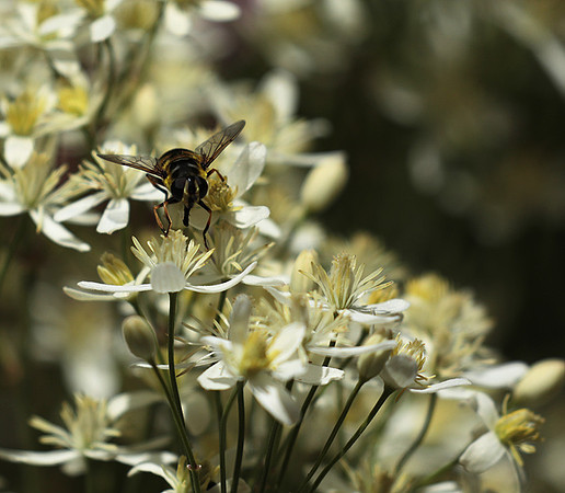 In clematis recta