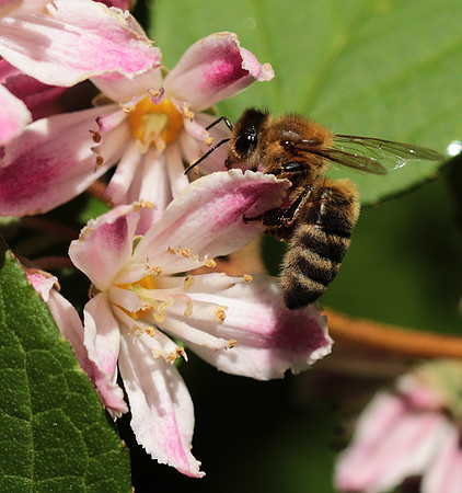 In Deutzia