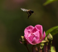 In roses