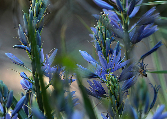Bee in camassia