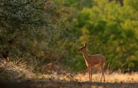At Mashatu game reserve
