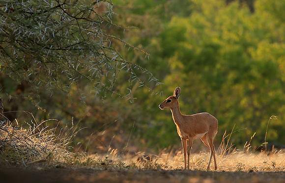 At Mashatu game reserve