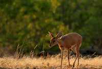 At Mashatu game reserve