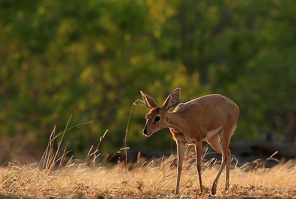 At Mashatu game reserve