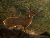 At Mashatu game reserve
