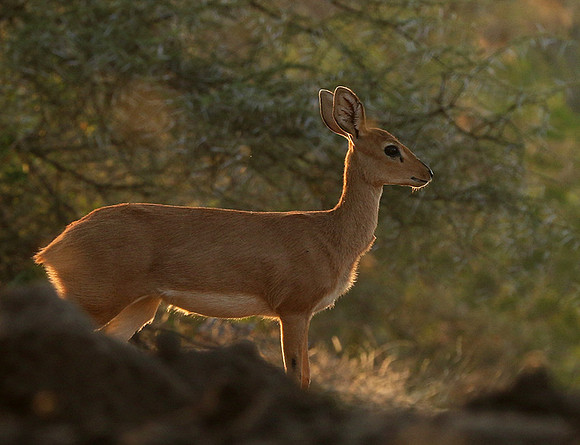 At Mashatu game reserve