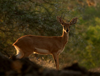 At Mashatu game reserve