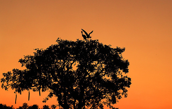 Sunset - Kafue NP