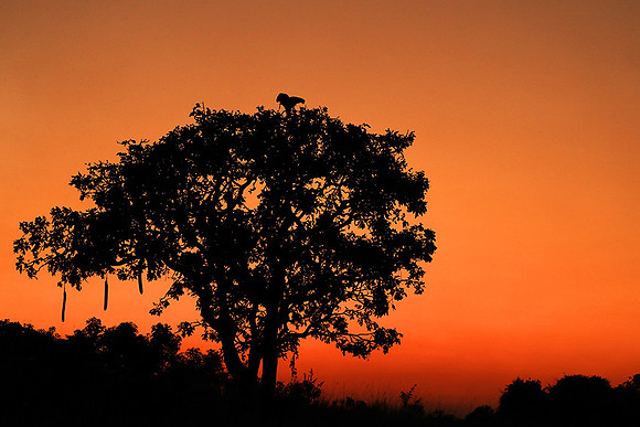 Sunset - Kafue NP
