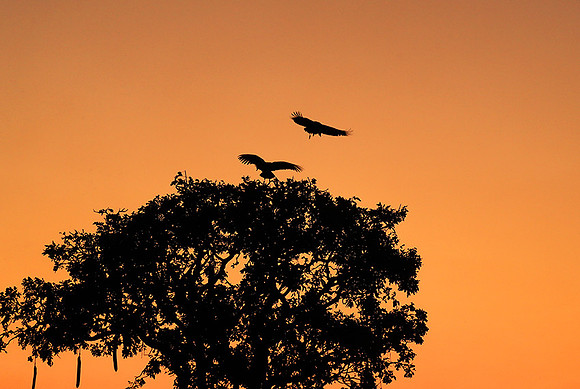Sunset - Kafue NP