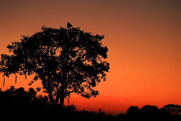 Sunset - Kafue NP