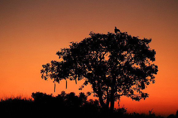 Sunset - Kafue NP