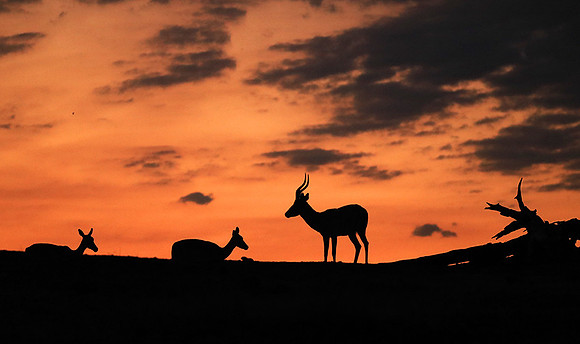 Sunset - Lower Zambezi NP