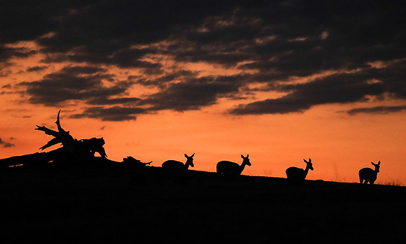 Sunset - Lower Zambezi NP