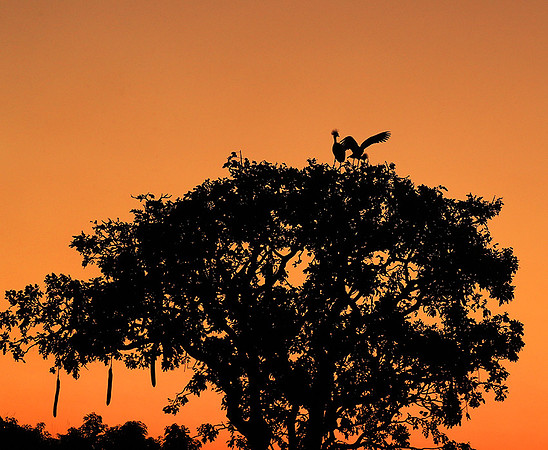 Sunset - Kafue NP