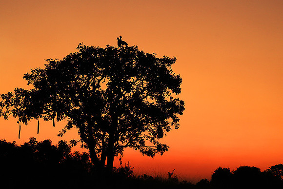 Sunset - Kafue NP