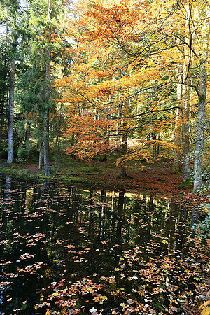 Etang Coucou - France