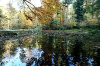 Etang Framboise - France