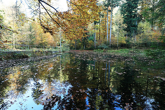 Etang Framboise - France