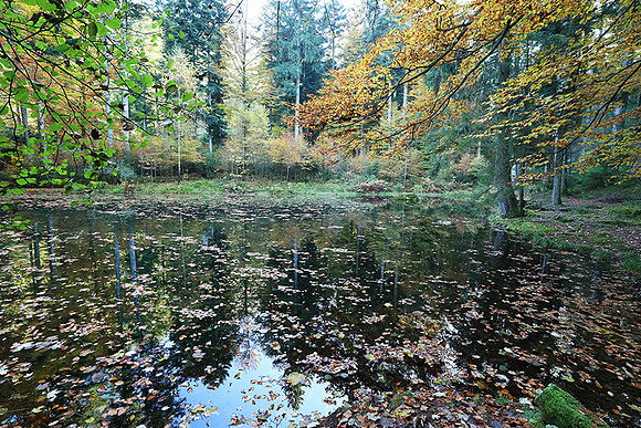 Etang Framboise - France