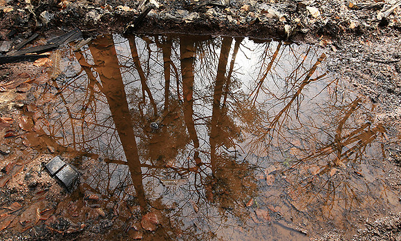 France : in the forest