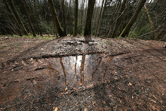 France : in the forest