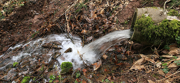 France : in the forest
