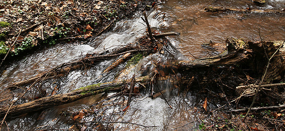 France : in the forest