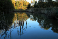 Pond - East of France