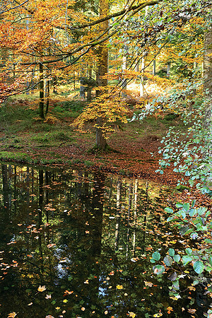 Etang Coucou - France